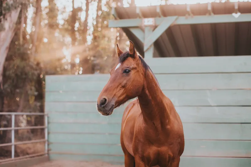 Horse at sunset, Triple D Ranch