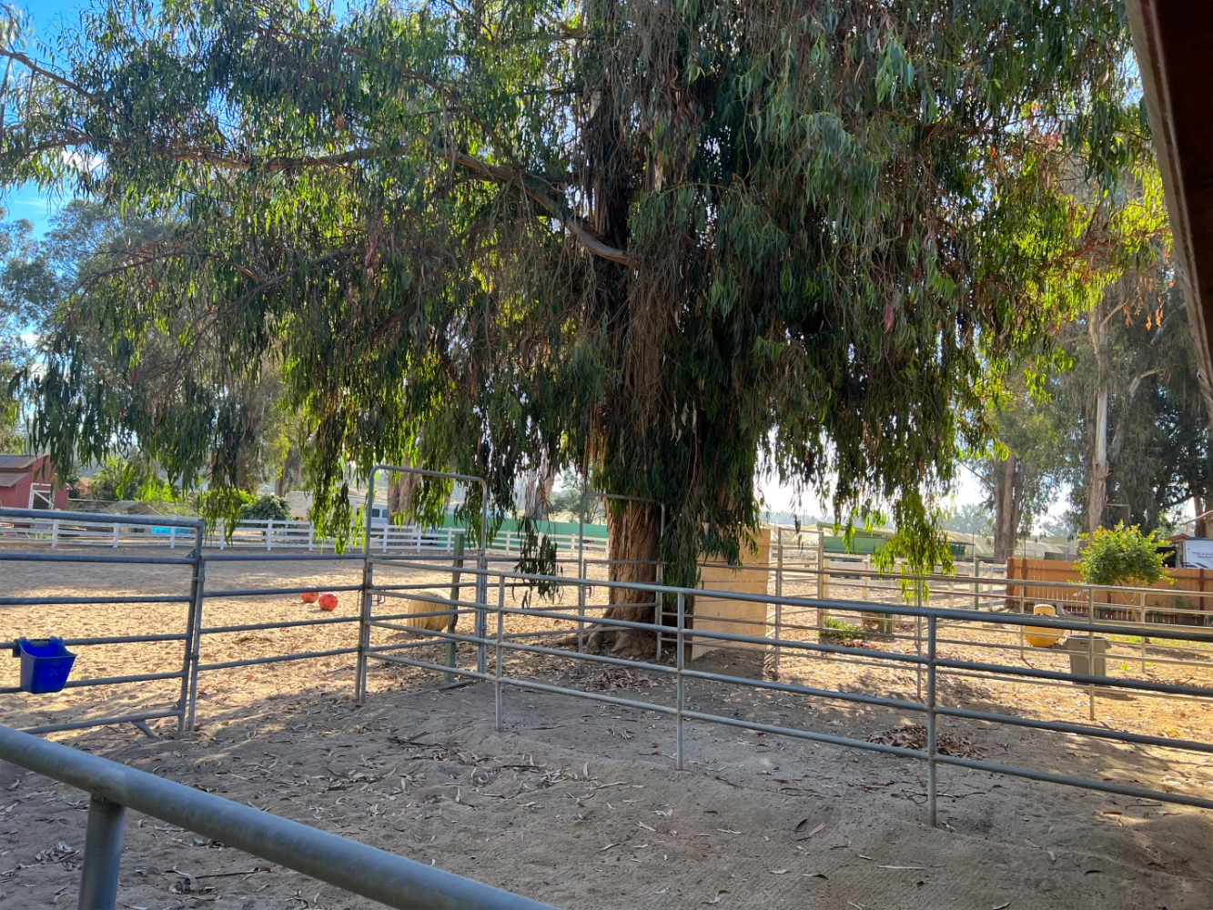 Barn stall run with tree view at Triple D Ranch