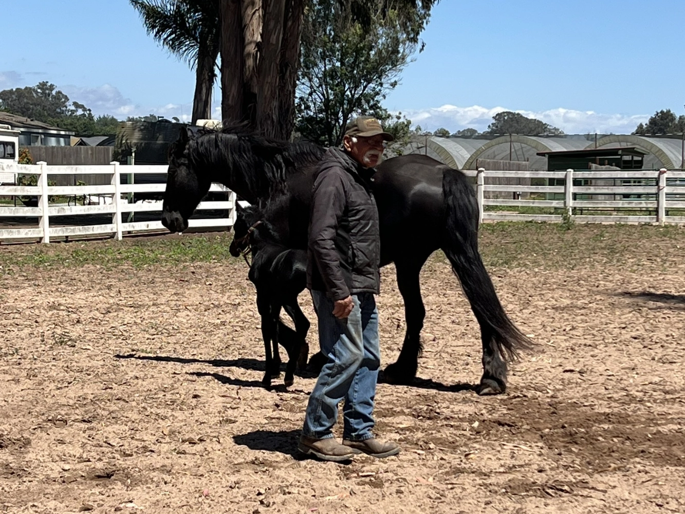 Frank with horses at Triple D Ranch