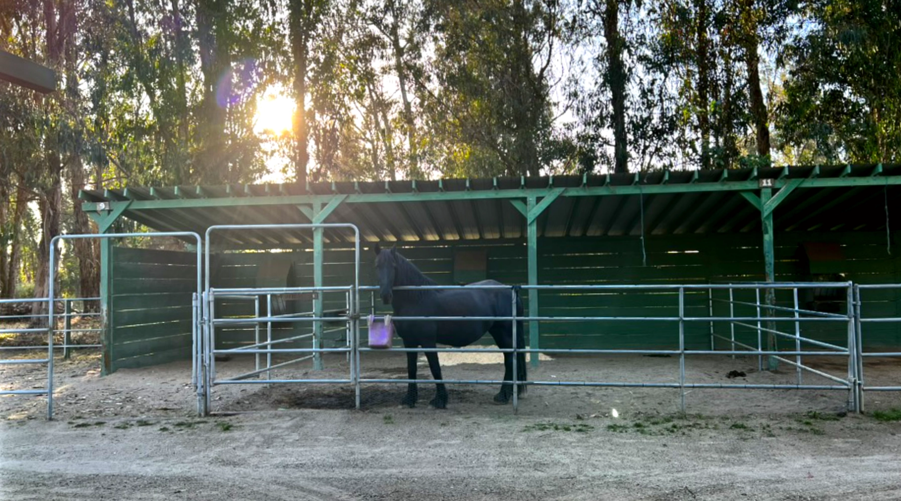 Horse boarding at Triple D Ranch