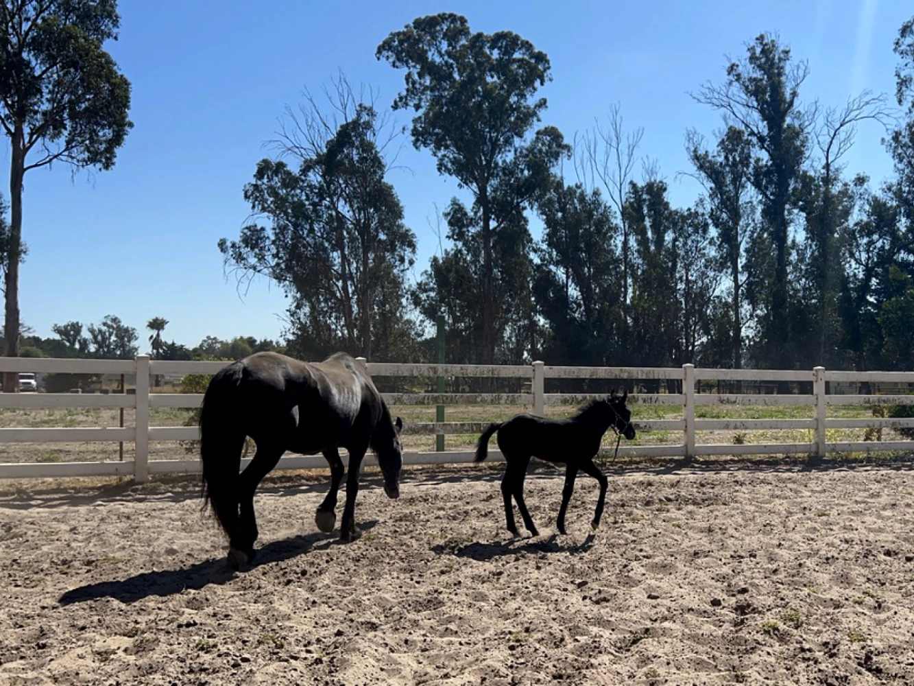 Young horse turned out at Triple D Ranch